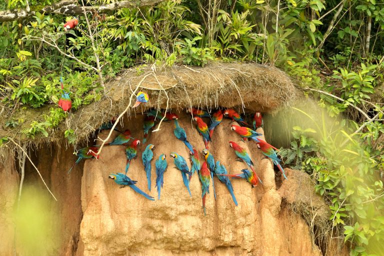 Colpa de guacamayos en la Reserva Nacional Tambopata, uno de los lugares con gran afluencia de turismo en Perú. Foto: Liz Villanueva.